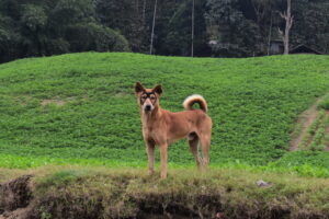 ছবি: খক্ষ্যংঝিড়ি ঘাটে সাঙ্গু নদীর ধারে তোলা।